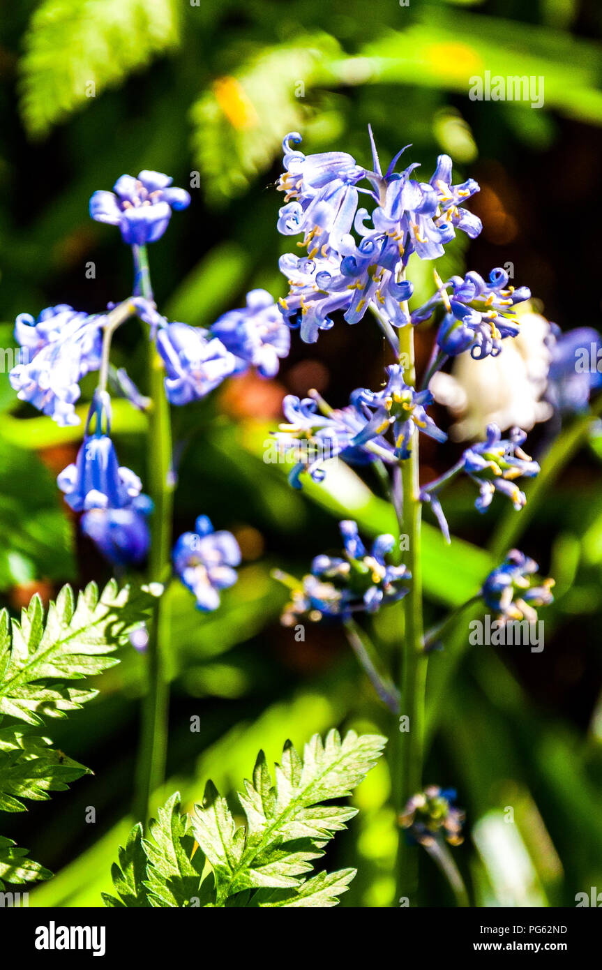 Bluebell flowers in woodland in Jesmond Dene, Newcastle, England, UK