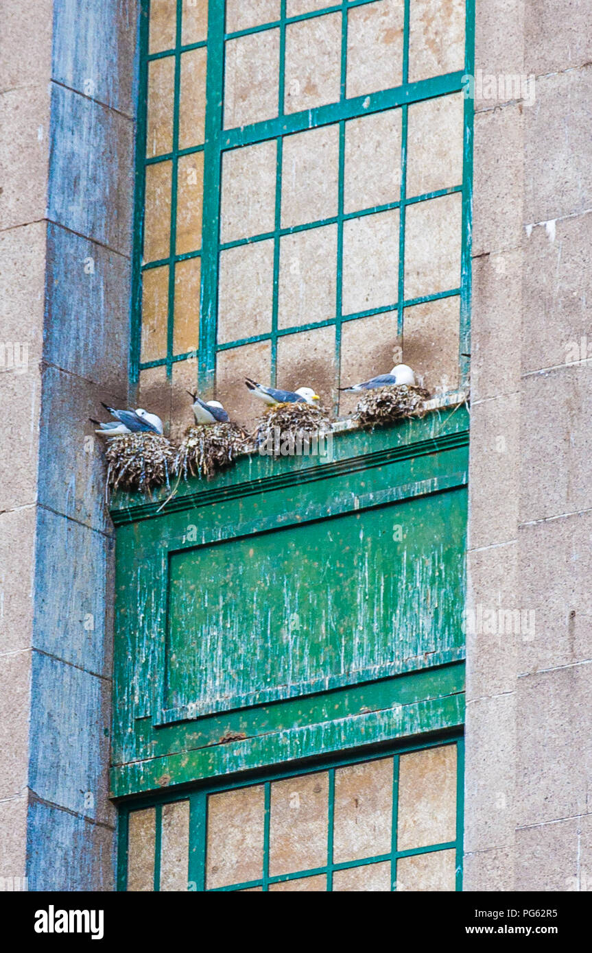 Birds nesting on ledges of the towers supporting the Tyne bridge in