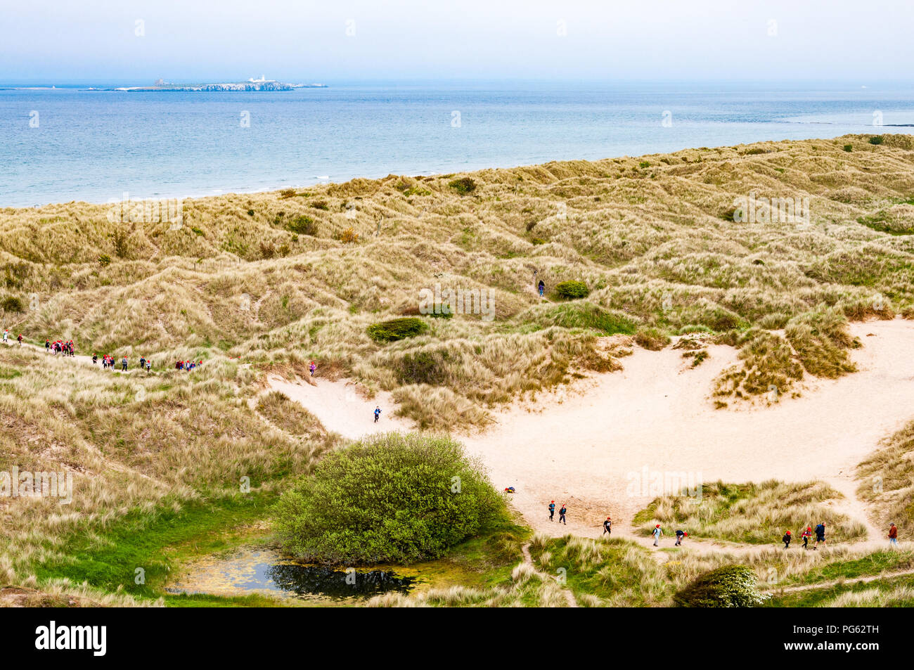 Sand dunes and shrubs with a line of walkers looking out to the Farne Islands at Bamburgh Castle, Northumberland, England, UK Stock Photo