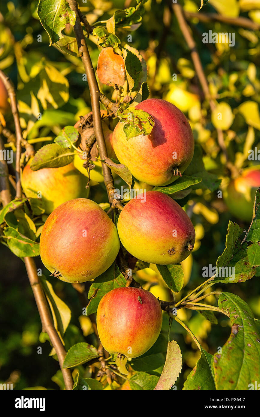 Polish orchard hires stock photography and images Alamy