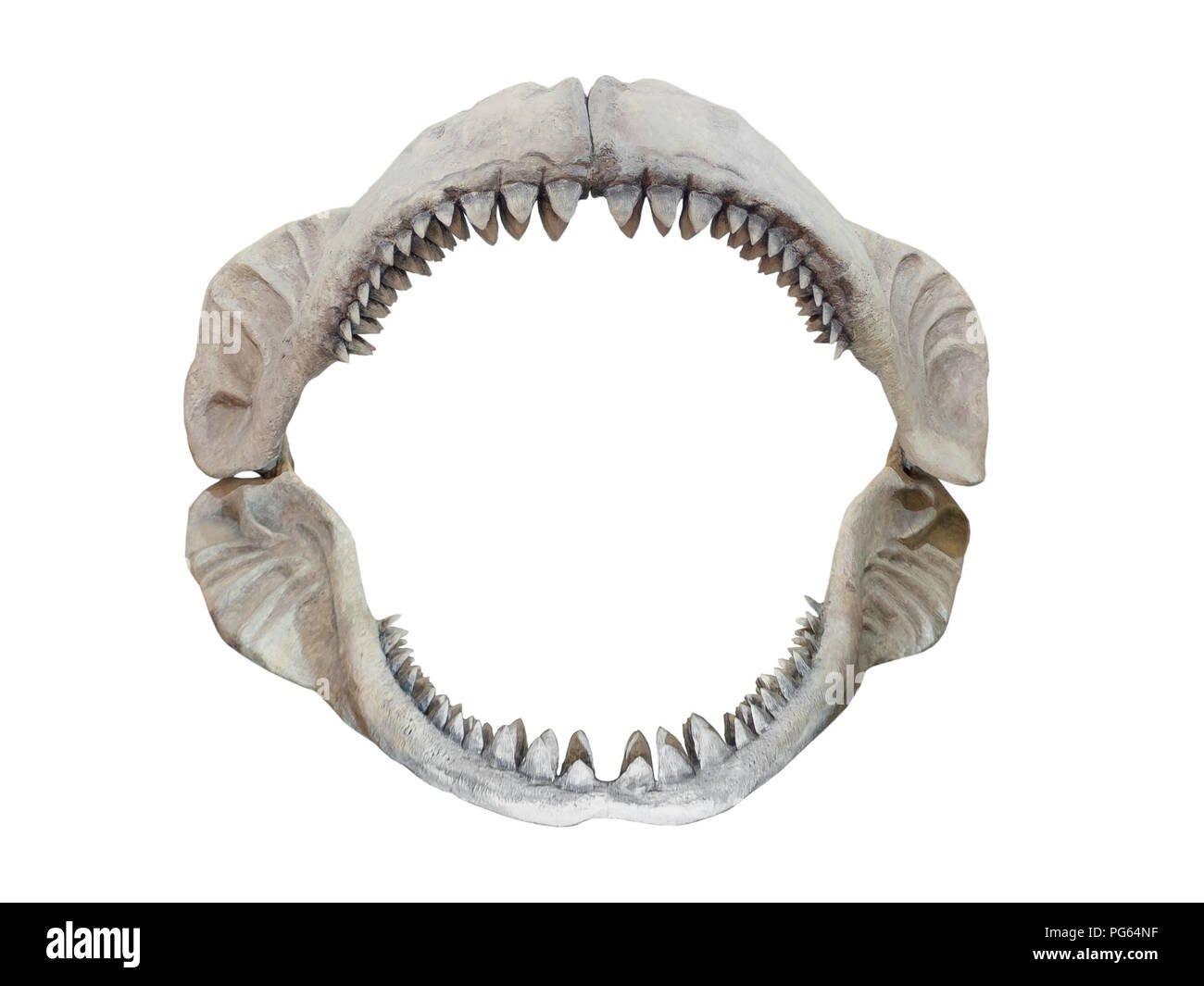 Real jaws of Carcharodon Megalodon, the largest shark to have ever lived on Earth Stock Photo