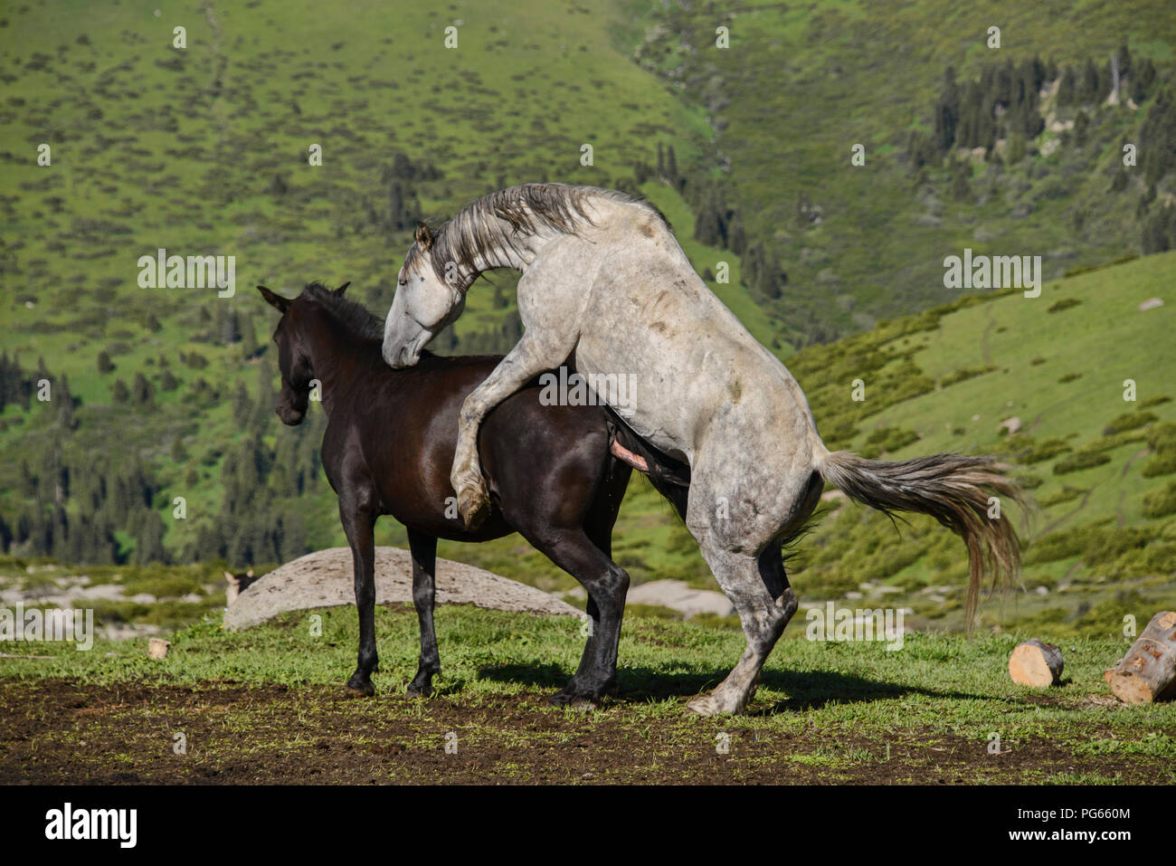 Horse mating hi-res stock photography and images - Alamy