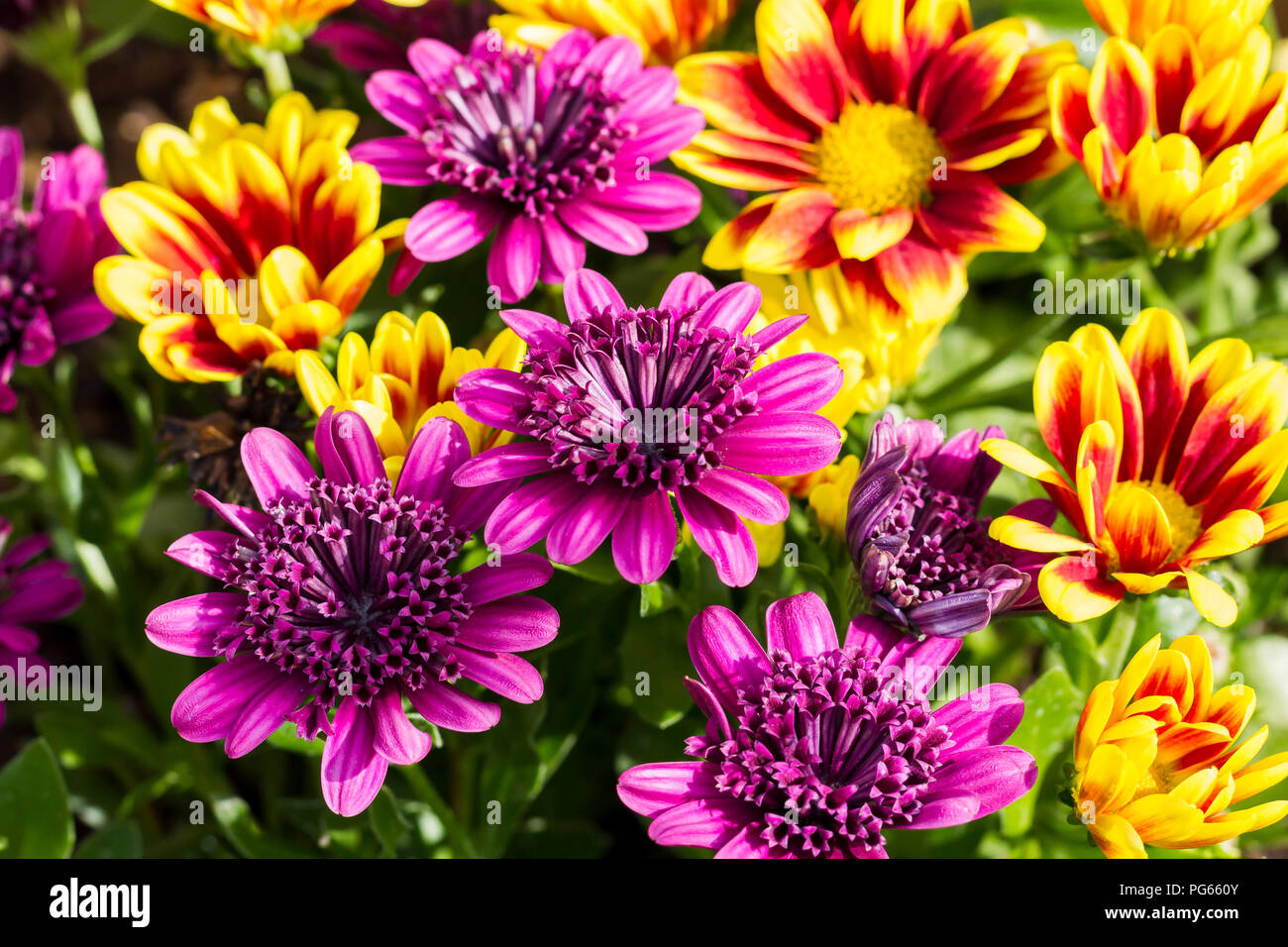 Double African Daisies & Chrysanthemum flowers blooming in summertime, Dorset, UK Stock Photo