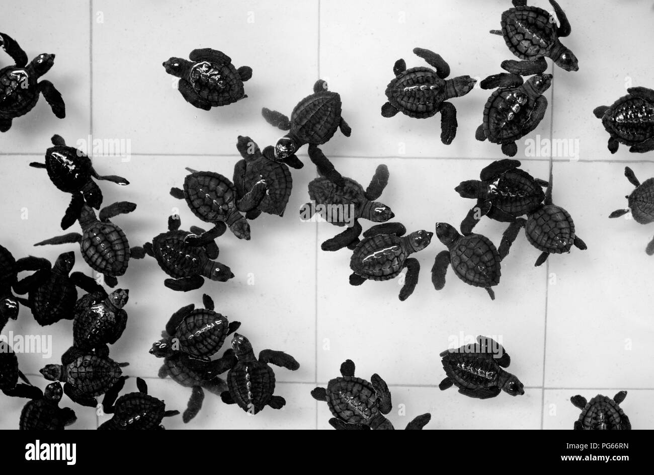 Black and white turtles pattern; Black and white pattern made out of many tiny baby sea turtles swimming in the pool; Conservation sea turtles project Stock Photo