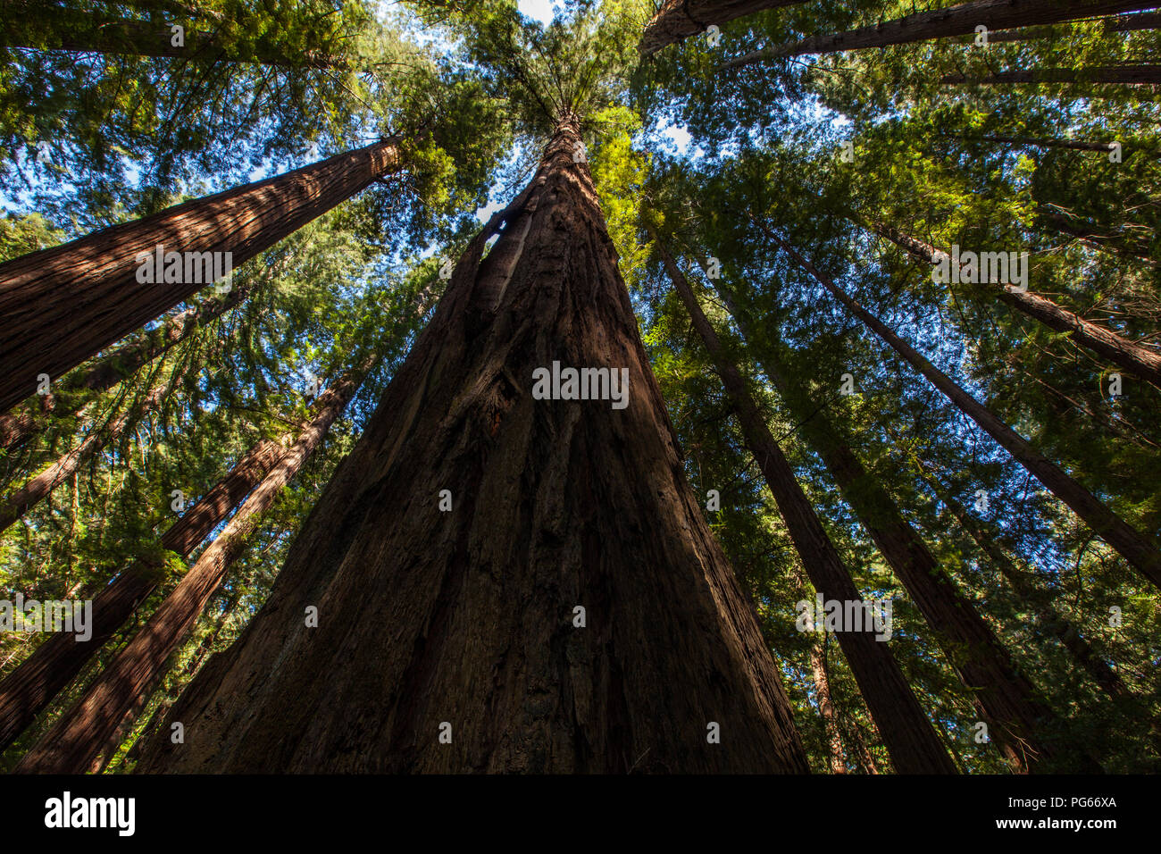Avenue of the Giants Stock Photo - Alamy