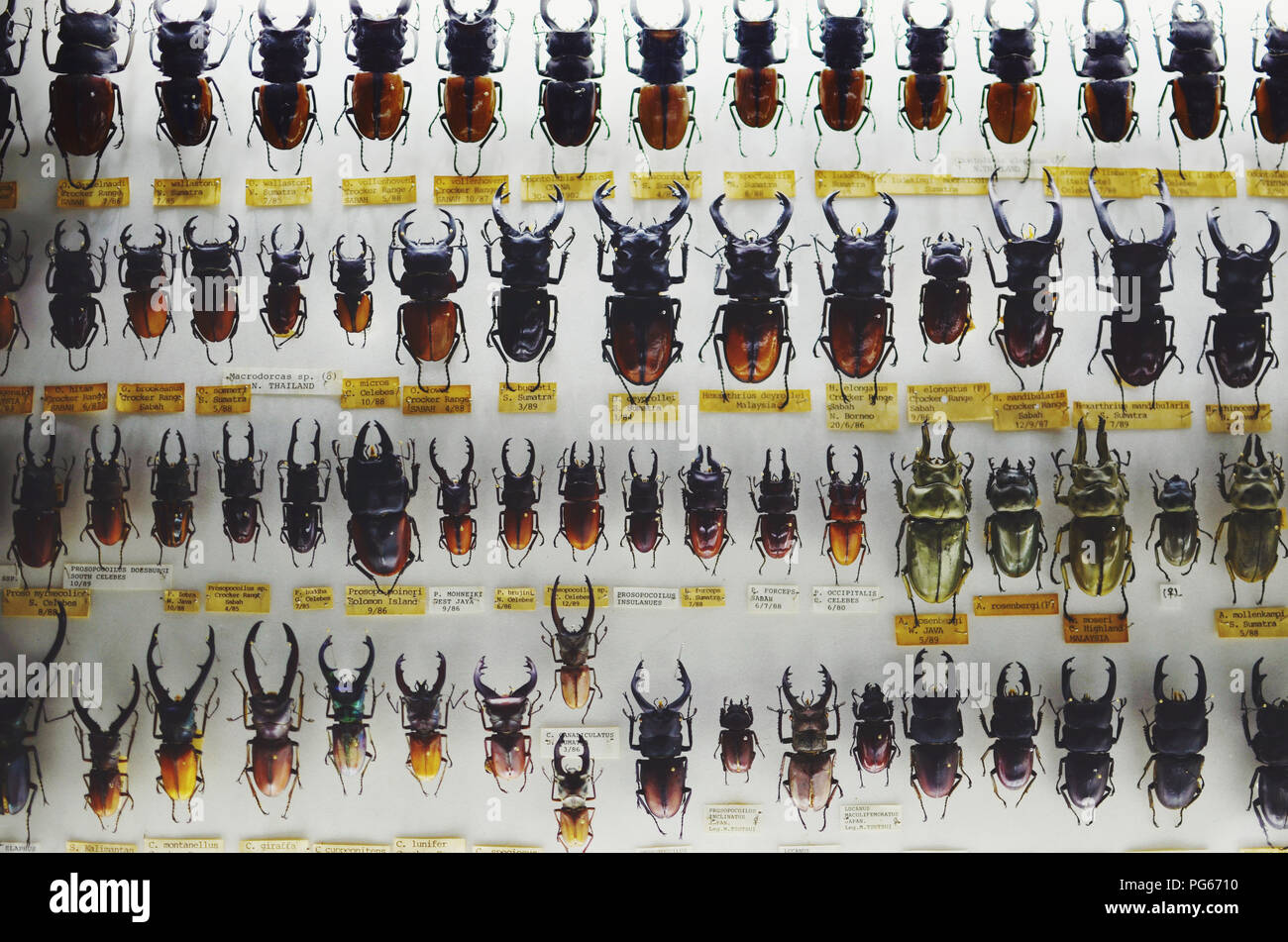 Unusual pattern made out of many stag beetles of different sizes; Lucanus cervus Stock Photo