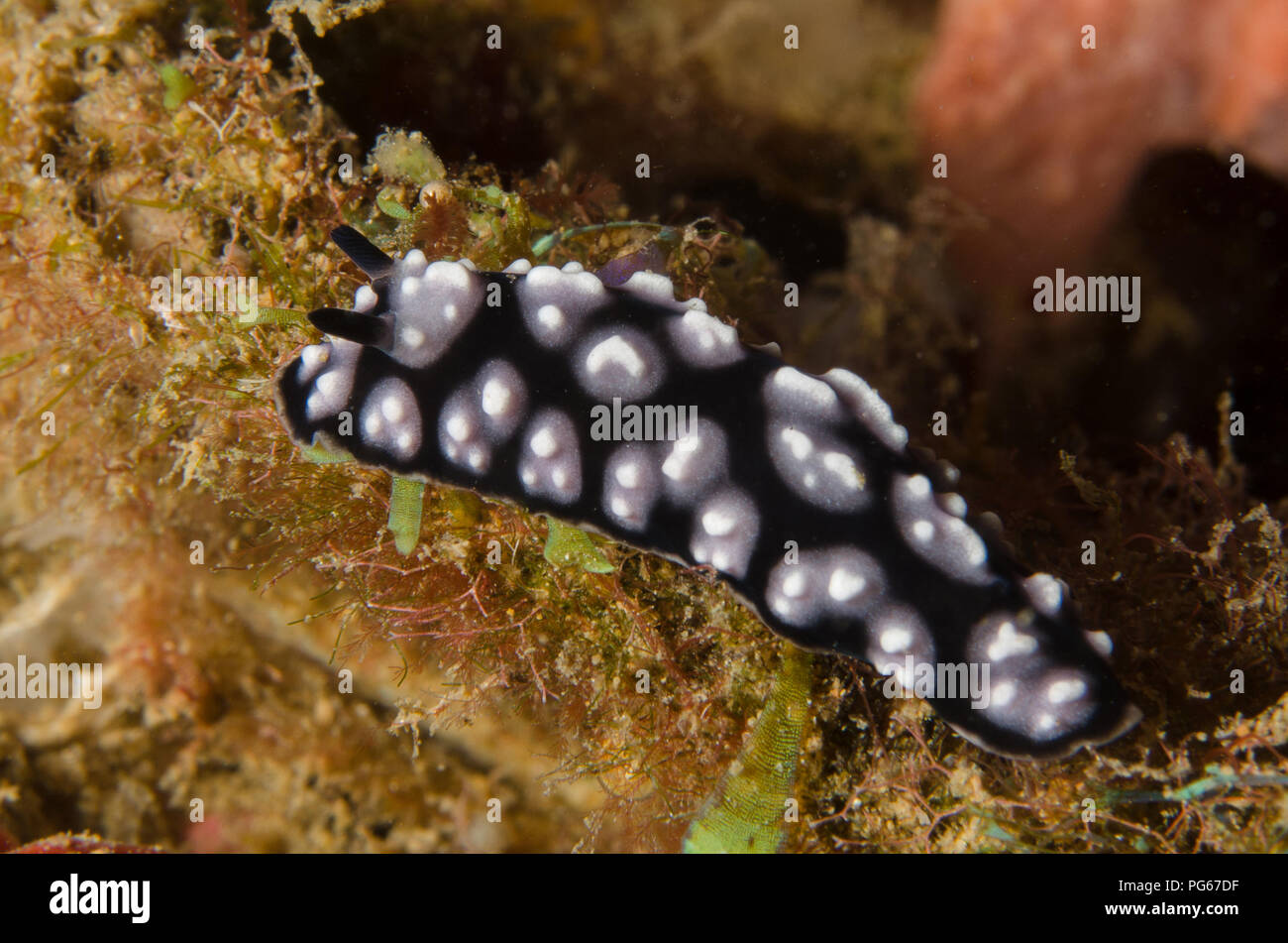 Sea Slug, Phyllidiella pustulosa, Phyllidiidae, Anilao, Batangas, Philippines, Philippine Sea, Pacific Ocean, Asia Stock Photo