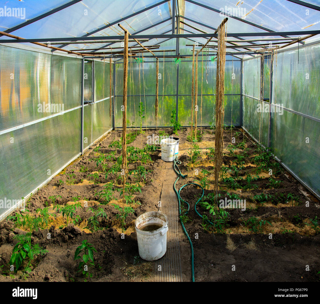 Rows of tomato plants, peppers and cucumbers growing inside a large