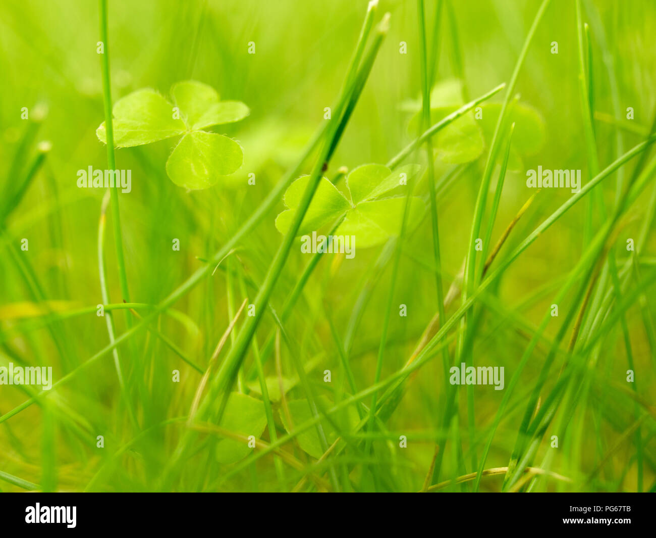 Clovers in grass Stock Photo Alamy
