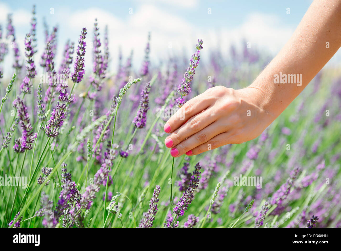 France, Provence, woman touching lavender bloosoms in field in the summer Stock Photo