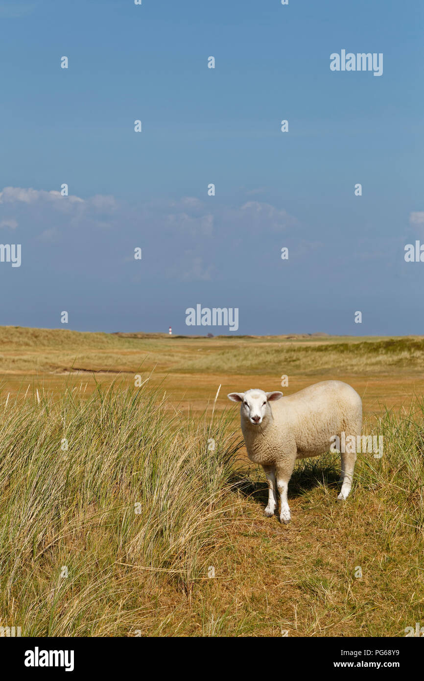 Germany, North Frisia, Sylt, Sheep on meadow Stock Photo