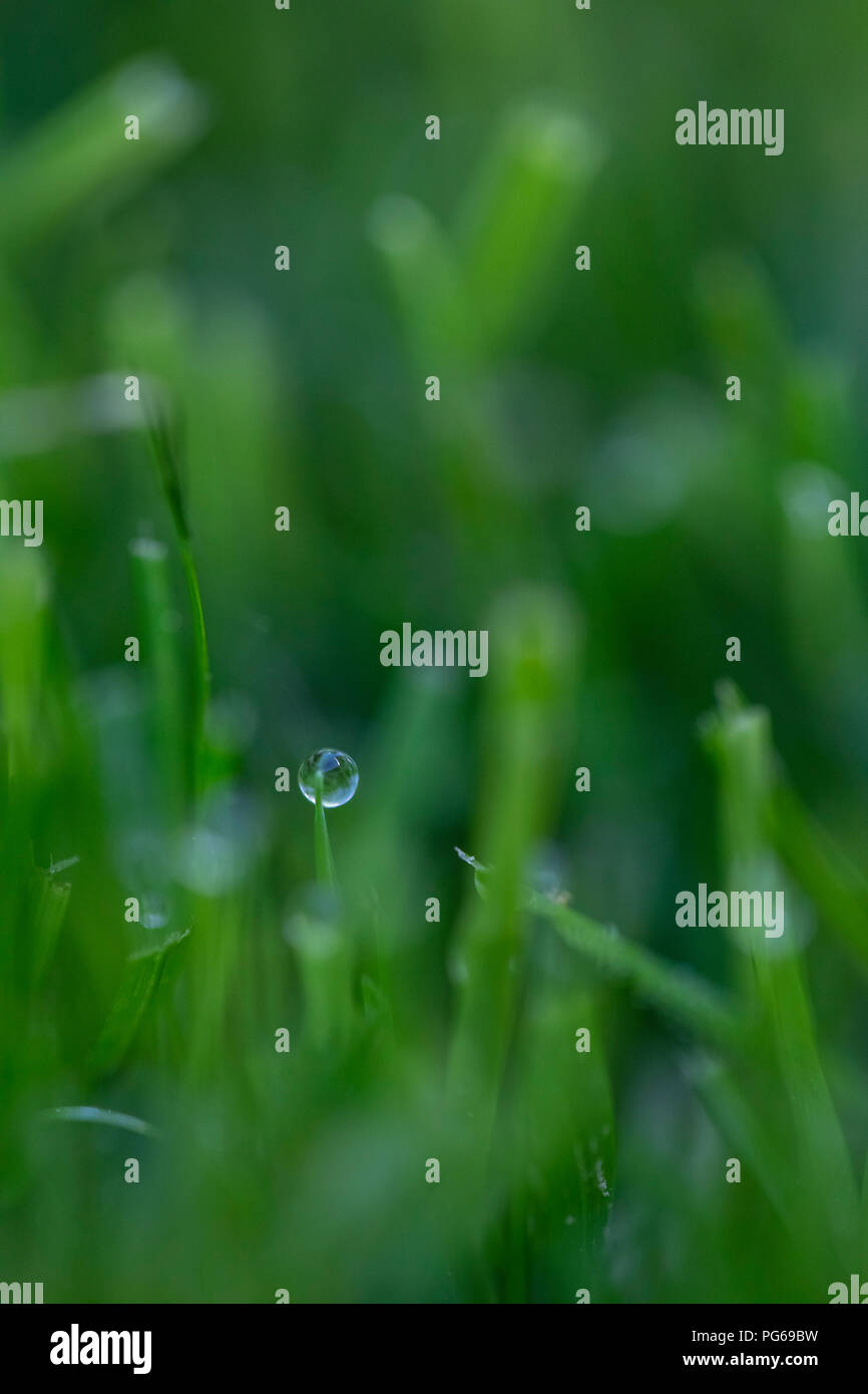 Morning dew on grass Stock Photo