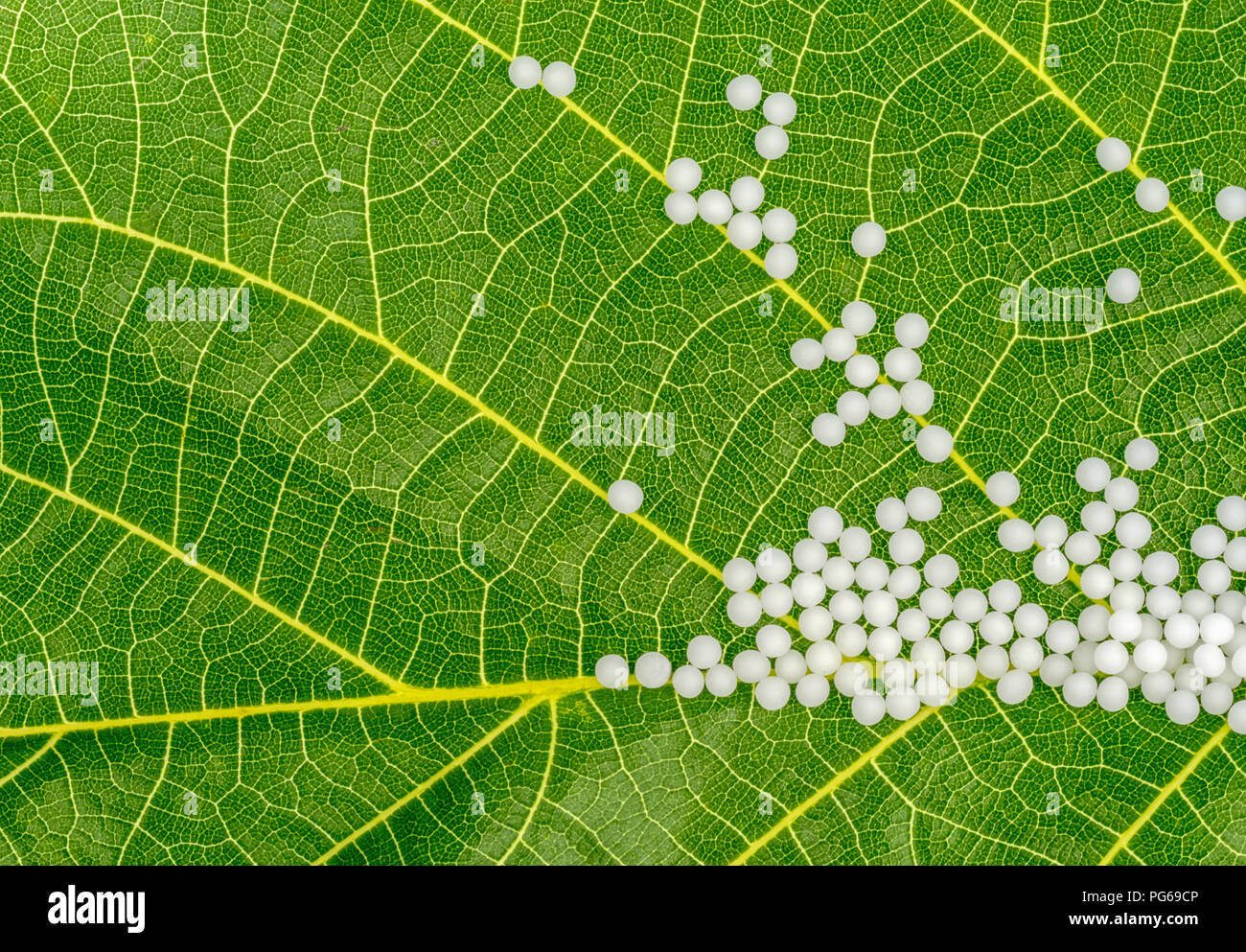 Globuli on green leaf Stock Photo