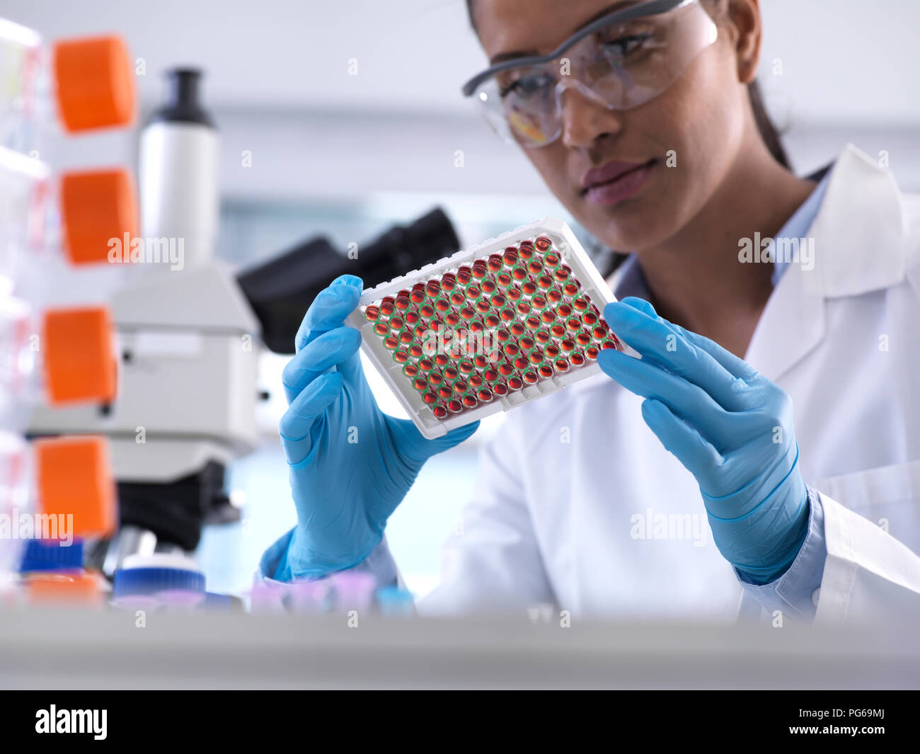 Female scientist preparing a multi well tray containing blood samples for clinical testing in the laboratory Stock Photo