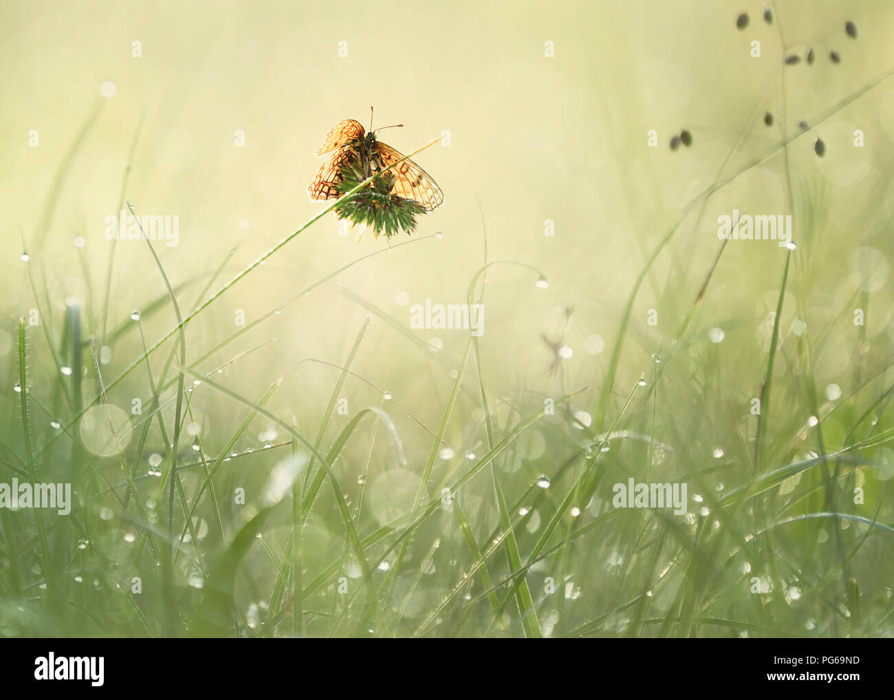 Butterfly on blade of grass Stock Photo - Alamy