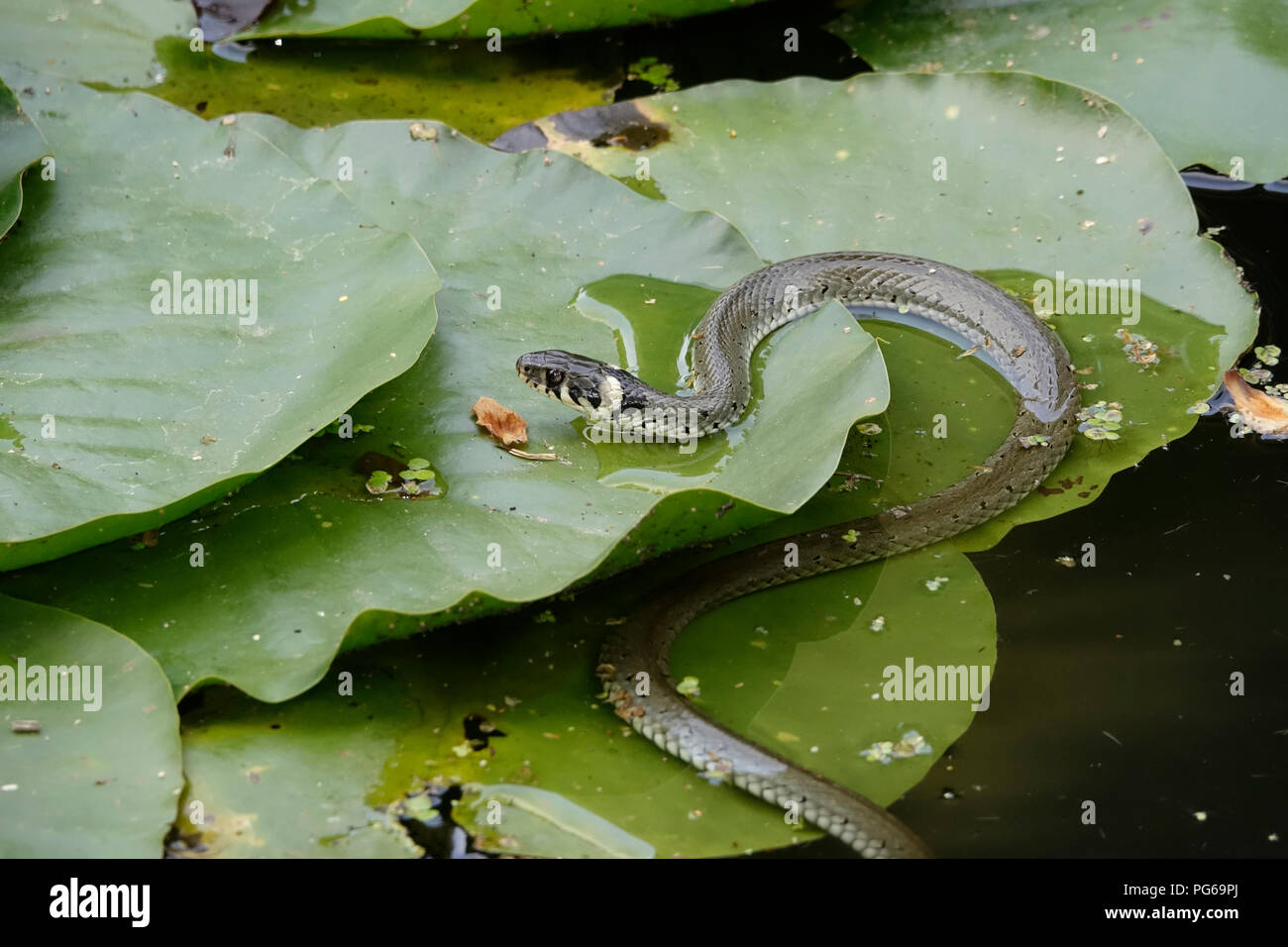 Slithering Grass Snake on lily pads in a pond Stock Photo