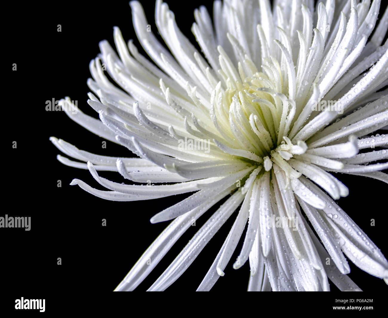 White spider mums hi-res stock photography and images - Alamy