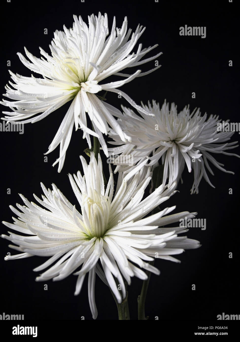 Beautiful white spider mums hi-res stock photography and images - Alamy