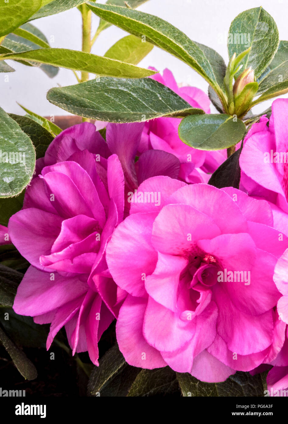 Macro shot of pink Azaleas Stock Photo