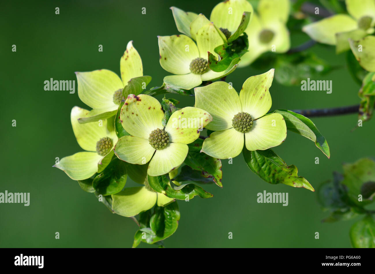 Green flowers of the dogwood  tree Stock Photo