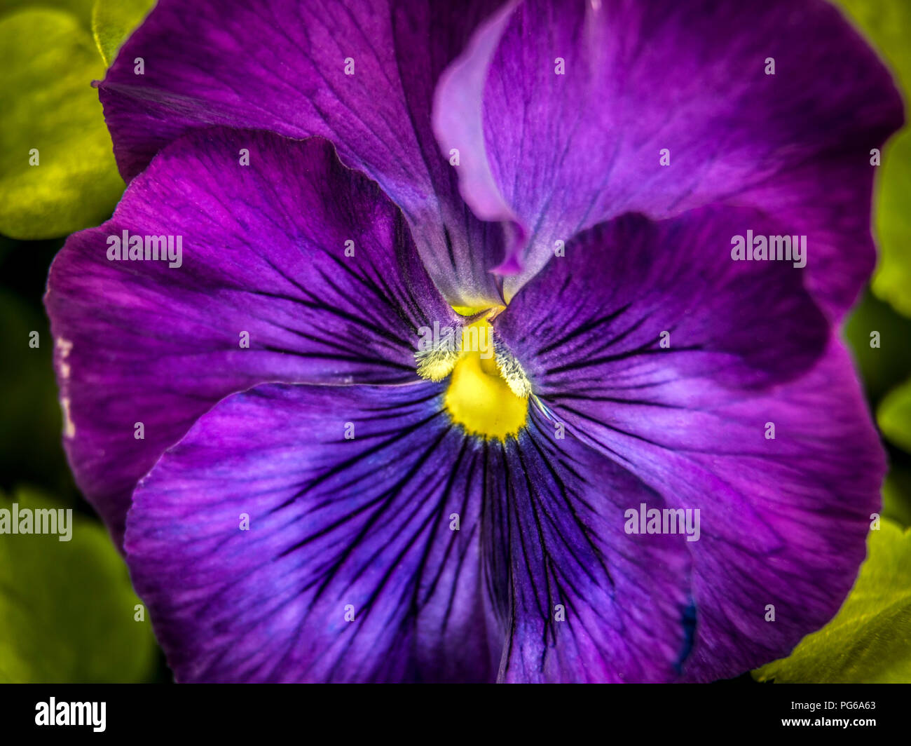 Macro shot of purple Pansies Stock Photo