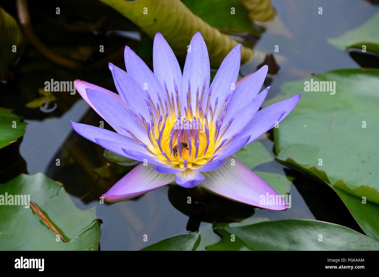 Egyptian lotus hires stock photography and images Alamy