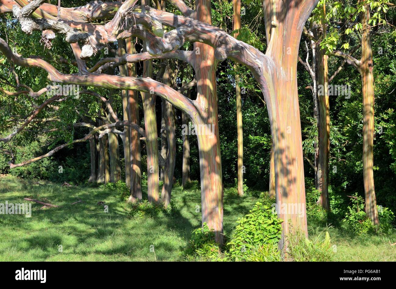 Rainbow trees Hawaii Stock Photo Alamy