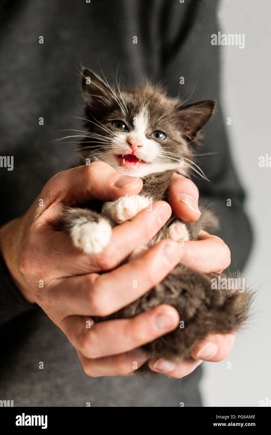 Man's hand holding miaowing kitten Stock Photo