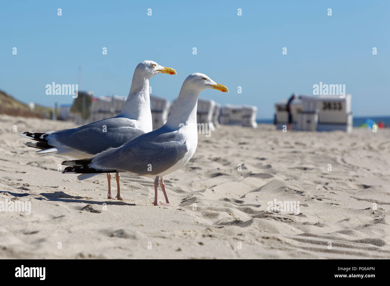 Germany, North Frisia, Sylt, Seagulls at the beach Stock Photo