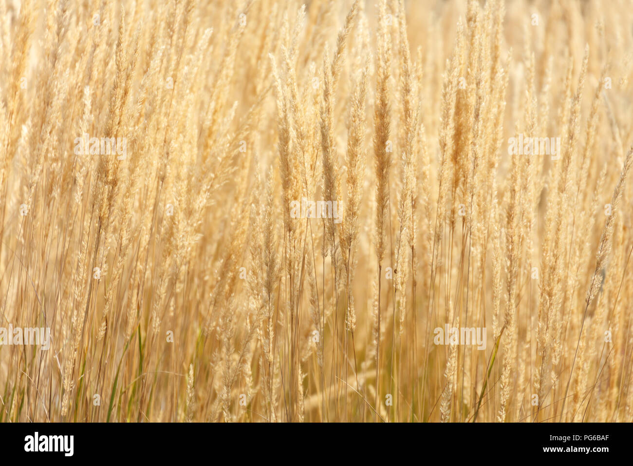 Yashirin kamera va yalangoch