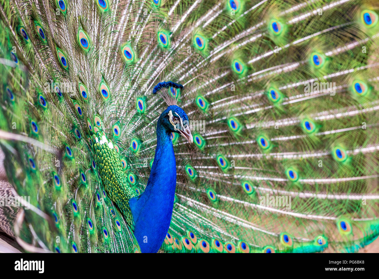 Close up shot of a Peacock Stock Photo