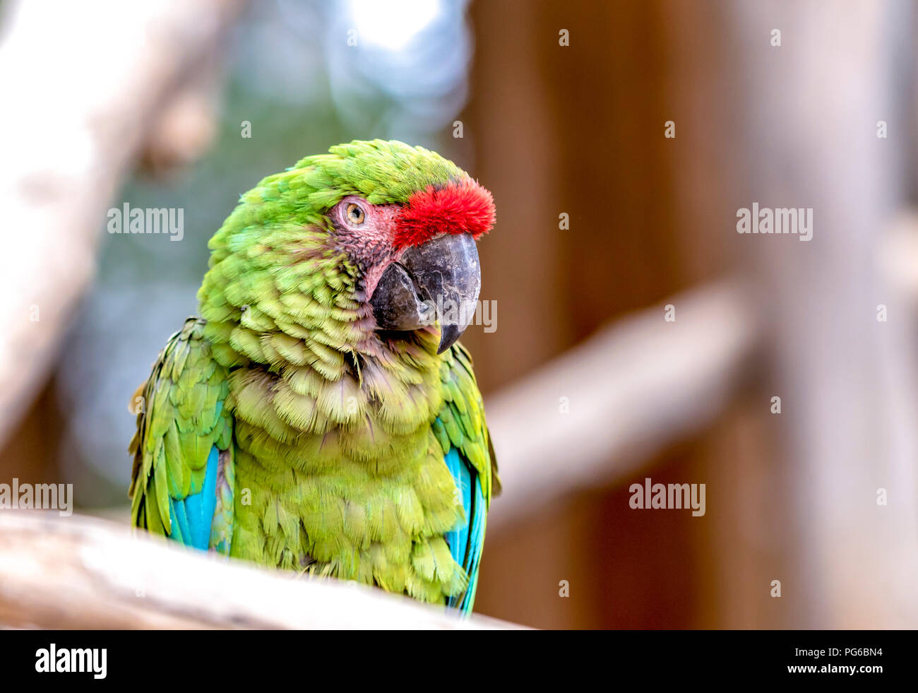 Close up shot of a Parrot Stock Photo