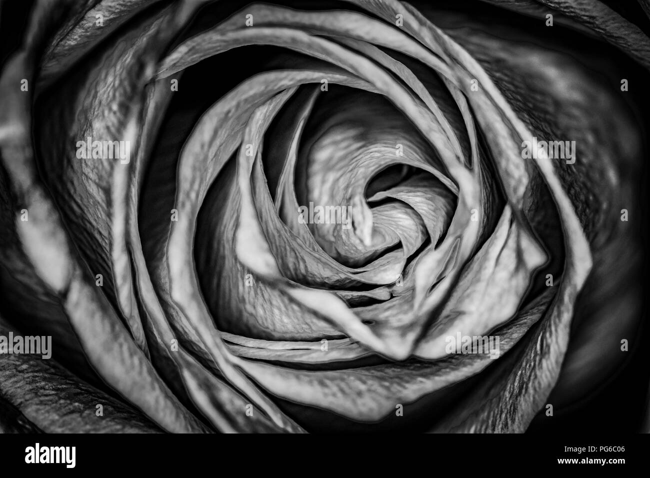 Black & white Macro shot of a rose Stock Photo