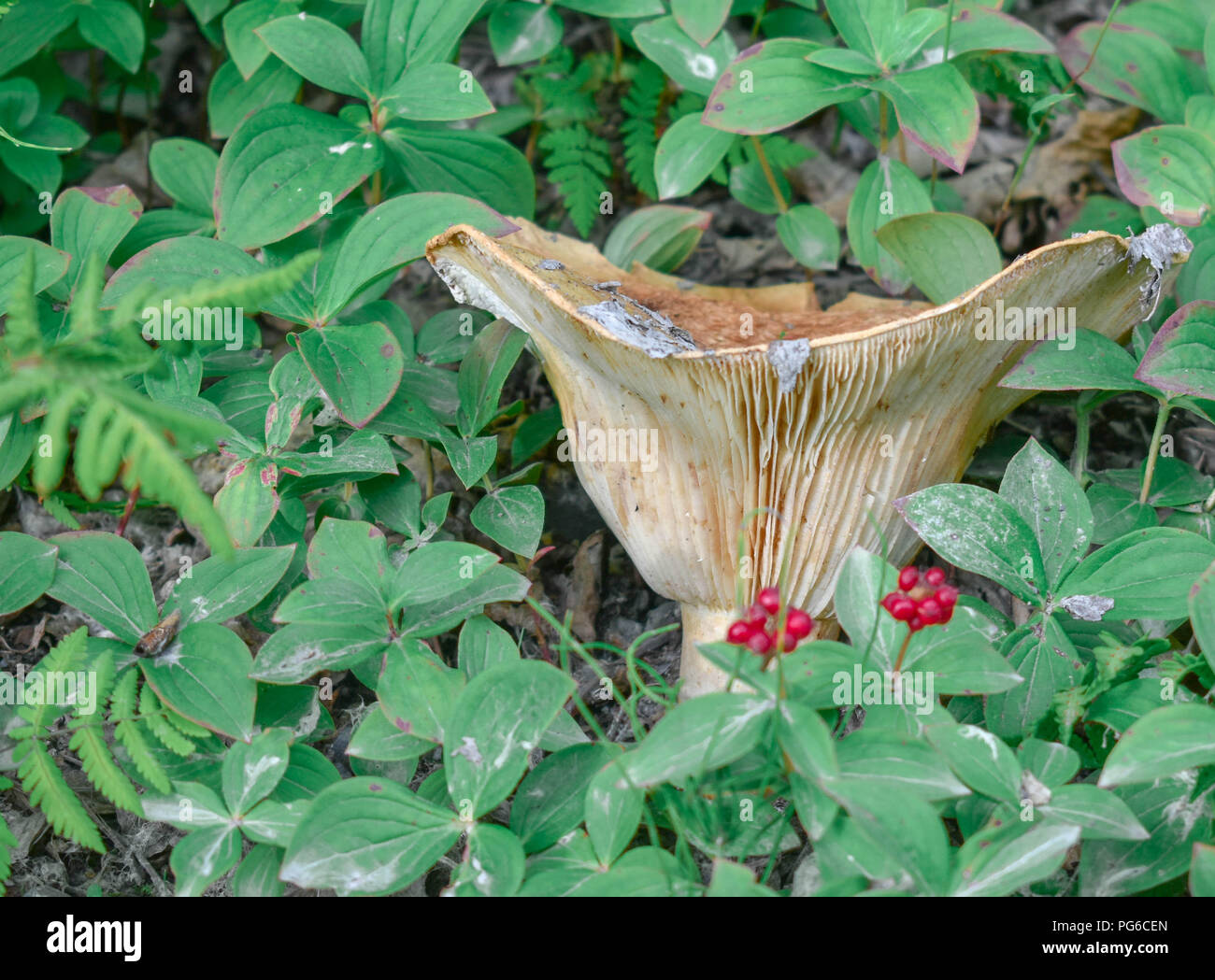 Wild Mushrooms of Bertha Creek, Alaska Stock Photo
