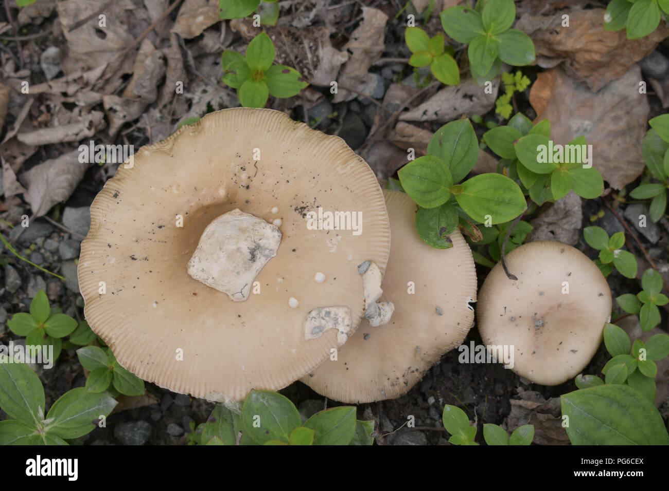 Wild Mushrooms of Bertha Creek, Alaska Stock Photo