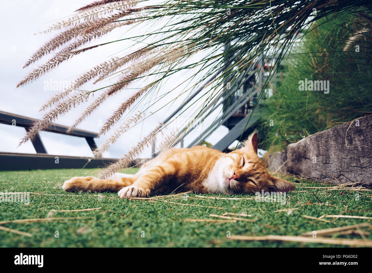 Small cute kitten cat sleeping outside in the park with flower grass