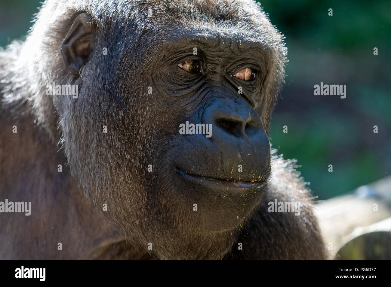 Western gorilla (Gorilla gorilla) female Stock Photo