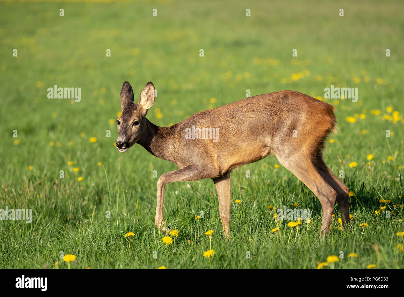 Roe deer fawns and spring hi-res stock photography and images - Alamy