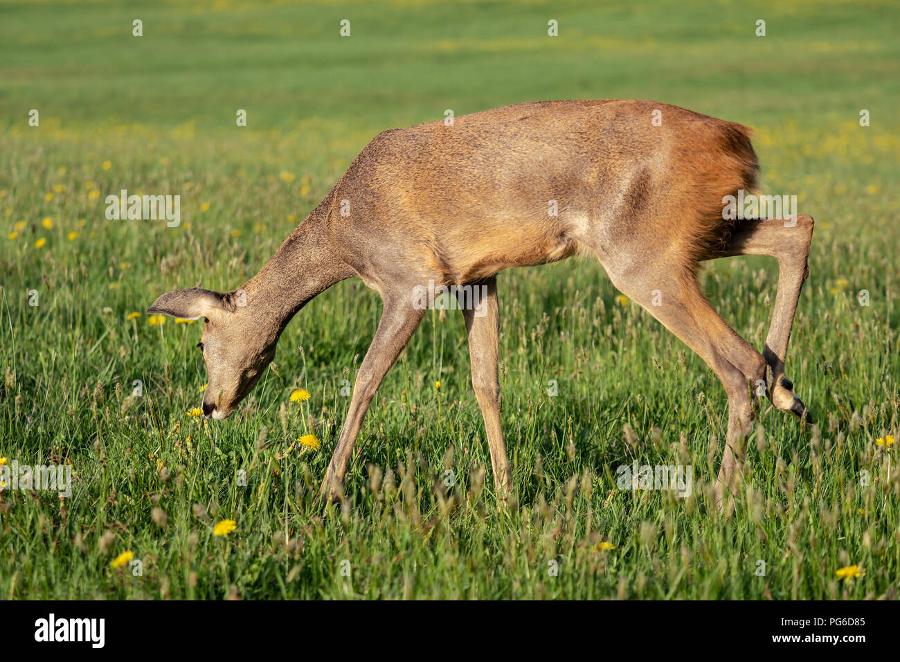 Roe deer fawns and spring hi-res stock photography and images - Alamy