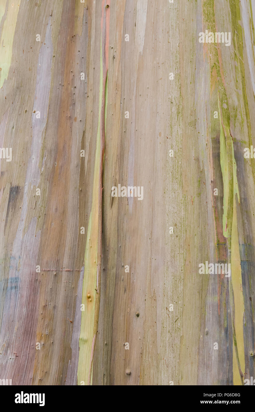 Rainbow Eucalyptus Tree High Resolution Stock Photography And Images Alamy