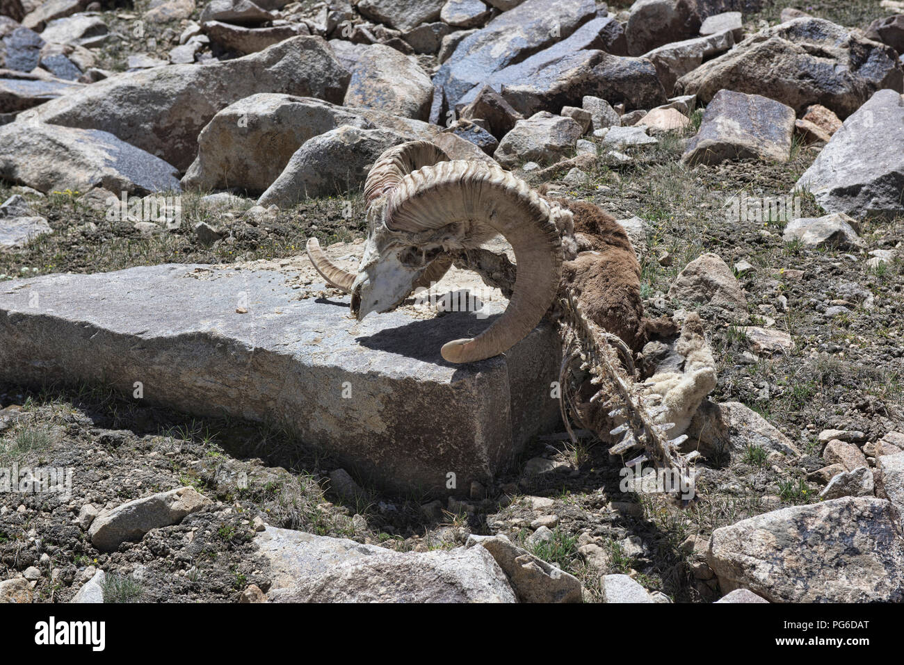 Marco polo sheep hi-res stock photography and images - Alamy Marco polo sheep hi-res stock photography and images - Alamy