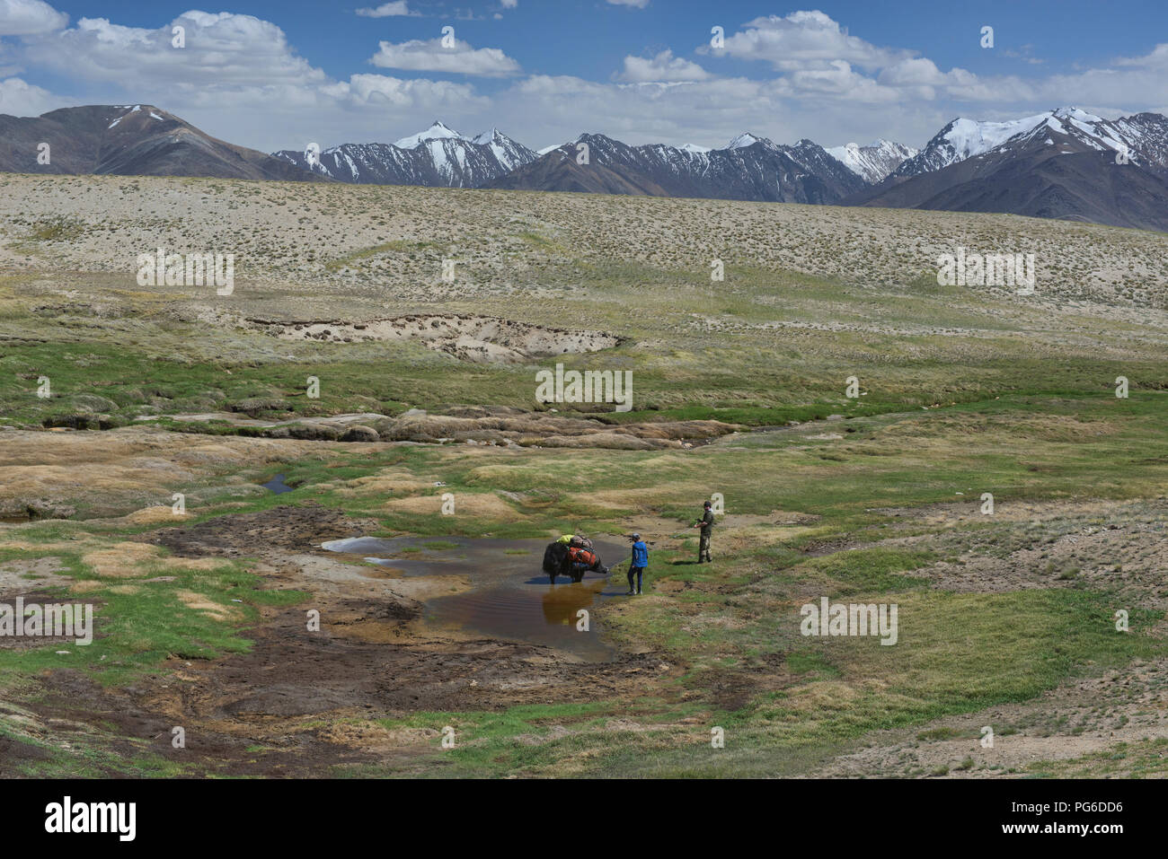Yak trekking under the Great Pamir Range of Afghanistan near Lake Zorkul, Tajikistan Stock Photo