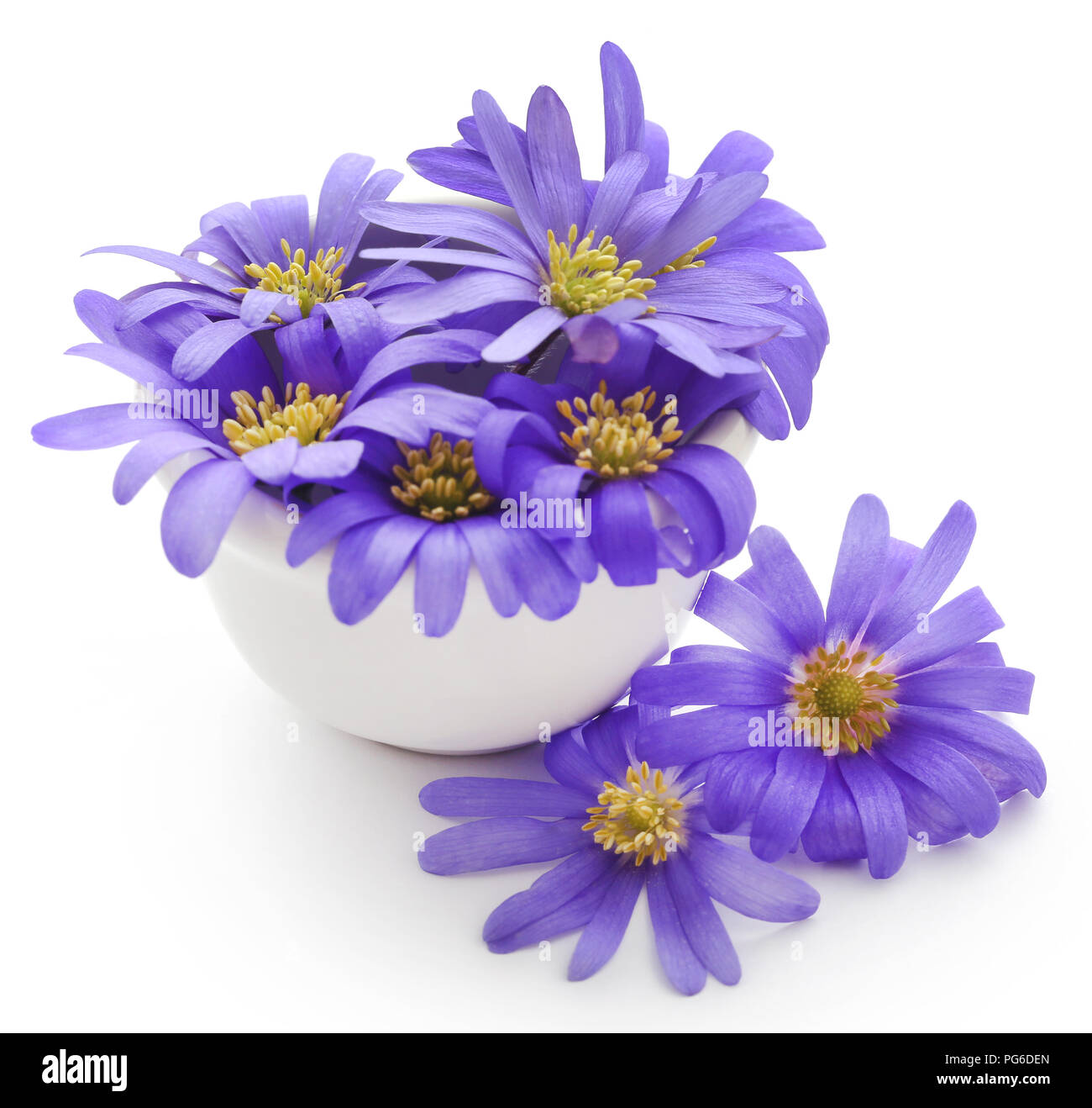 Anemone Blanda Blue Shades or Grecian Windflowers over white Stock Photo