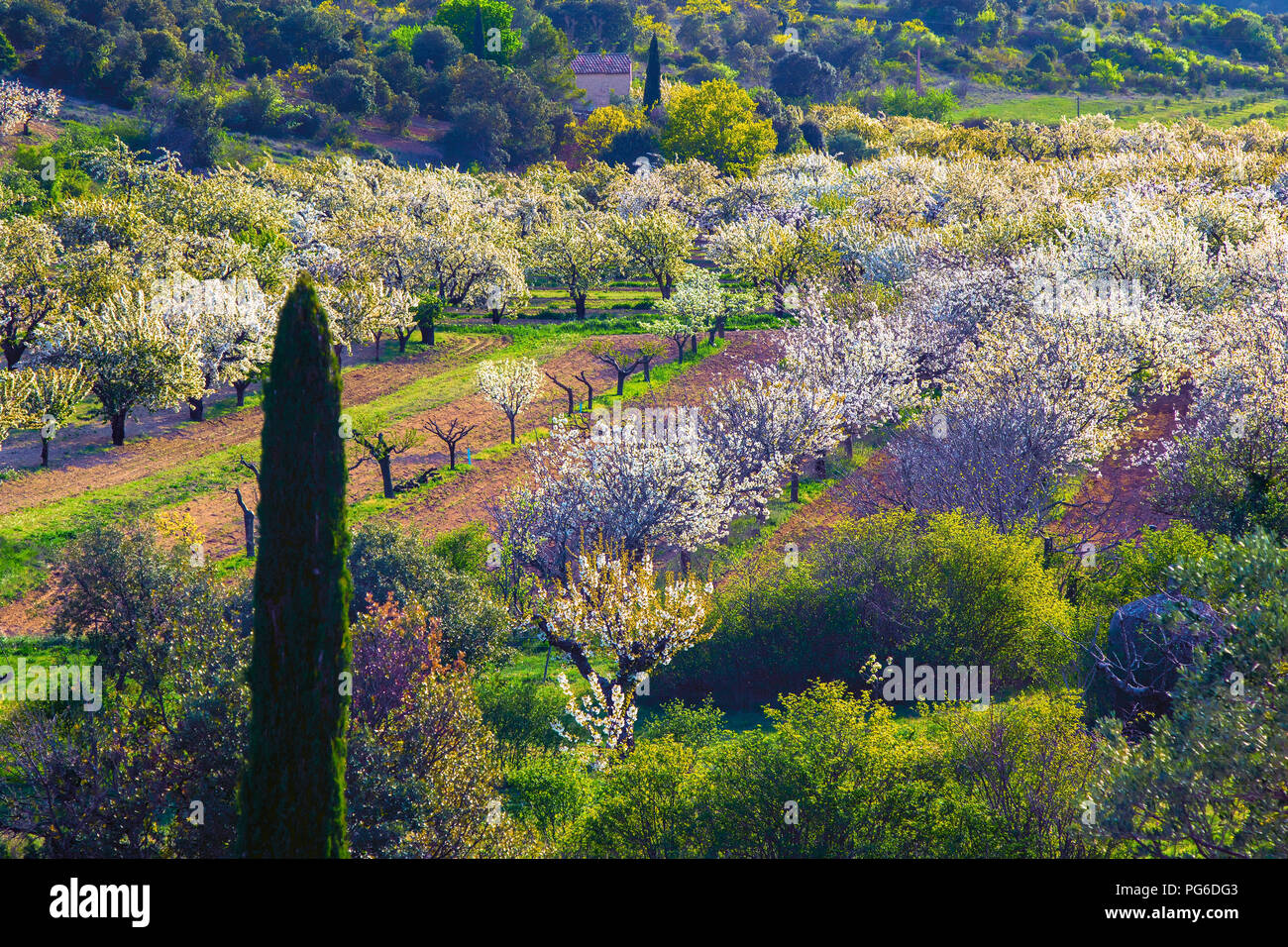 Blossom in Provence near Bonnieux Stock Photo