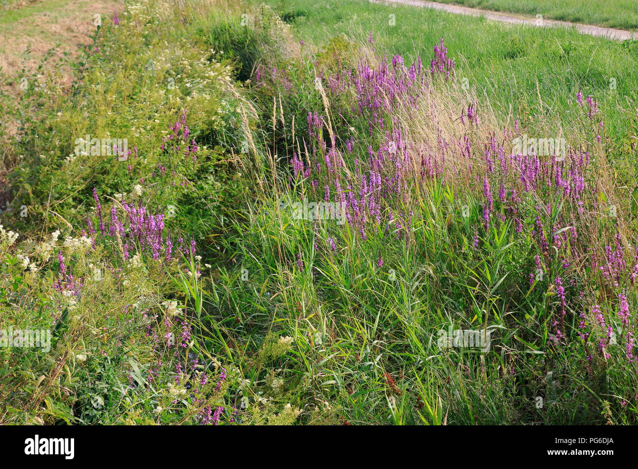 Ooser Landgraben, Fluß durch Sandweier einem Ortsteil von Baden-Baden Stock Photo