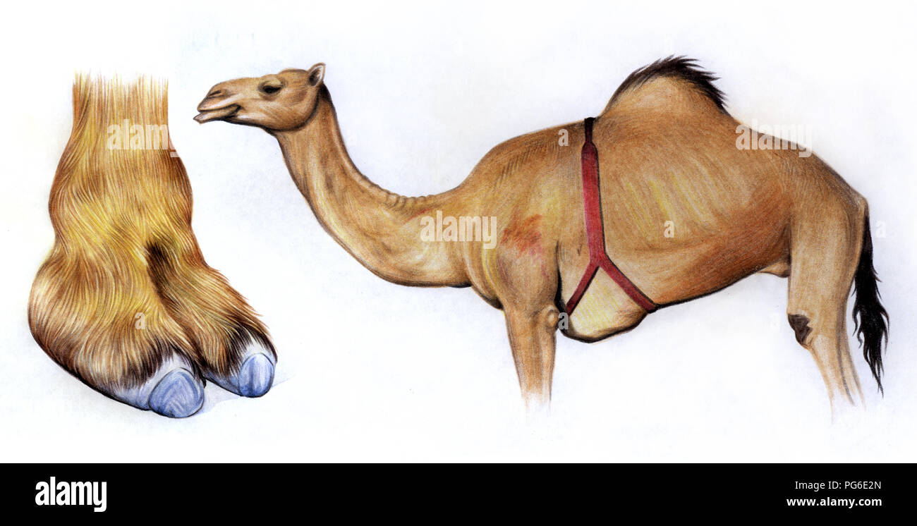 Camel Anatomy, Camel Hoof, Colored Pencil Stock Photo