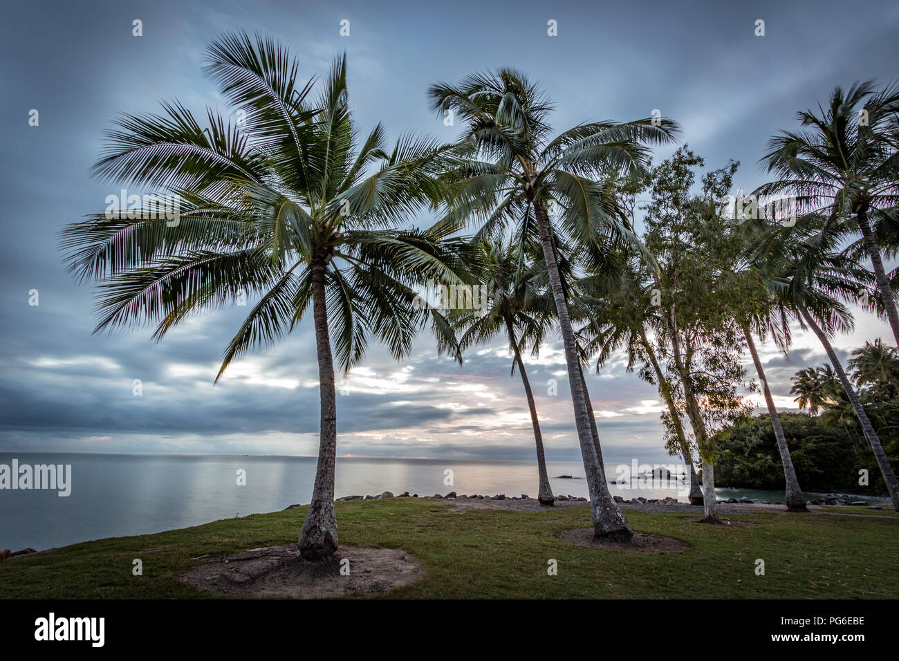 Australian palm trees hi-res stock photography and images - Alamy