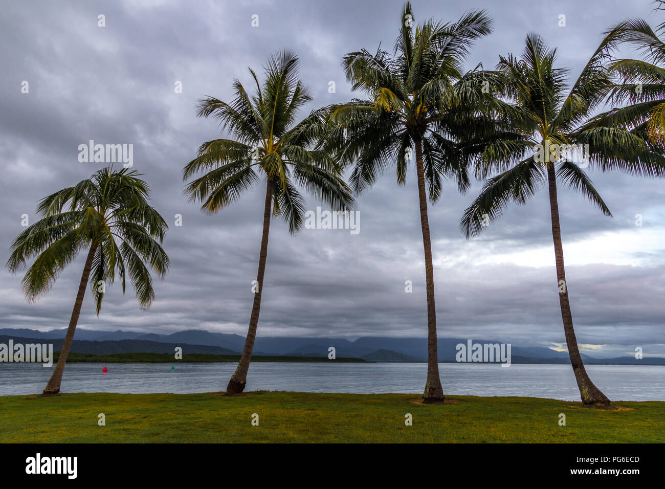 Australian palm trees hi-res stock photography and images - Alamy