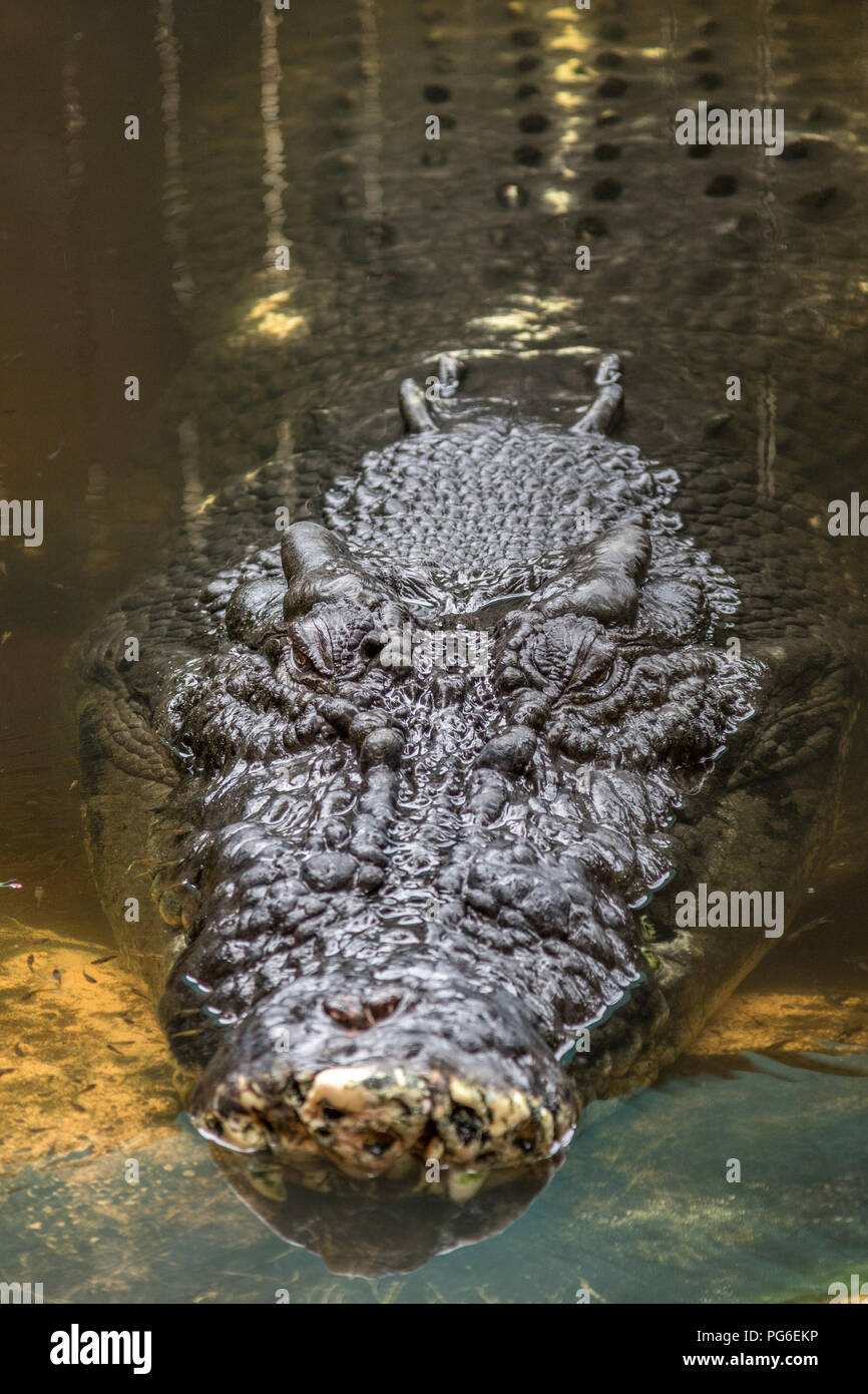 Close up of crocodile head in Daintree river Stock Photo