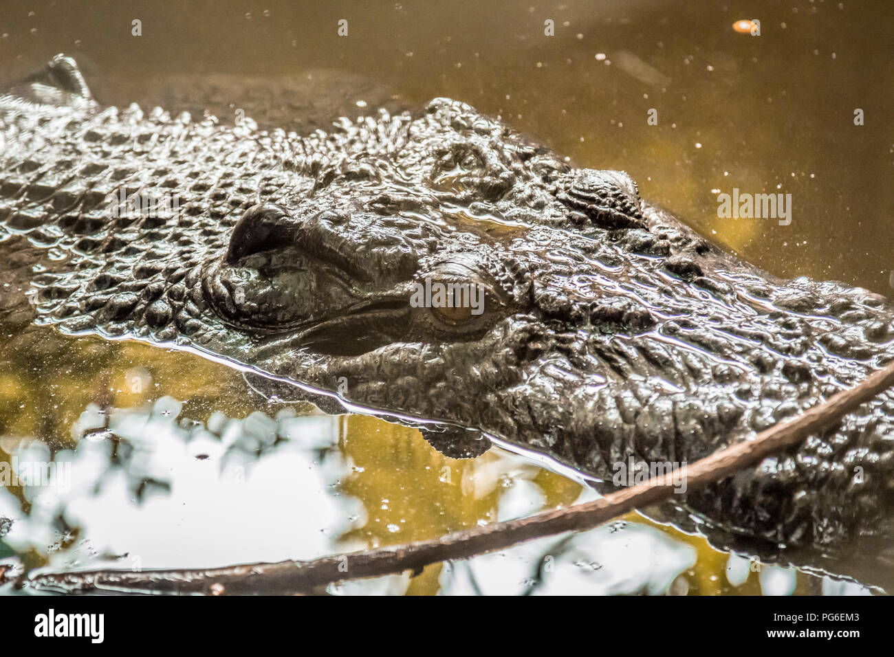 Close up of crocodile head in Daintree river Stock Photo